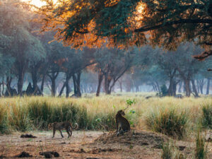 Female leopards in the Winterthorn Forest - Go Do Africa