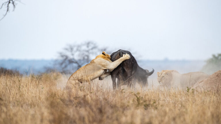 Go Do Africa Home Page_0000s_0012_a-lion-panthera-leo-attacks-a-buffalo-syncerus-2025-04-04-00-29-32-utc - Go Do Africa