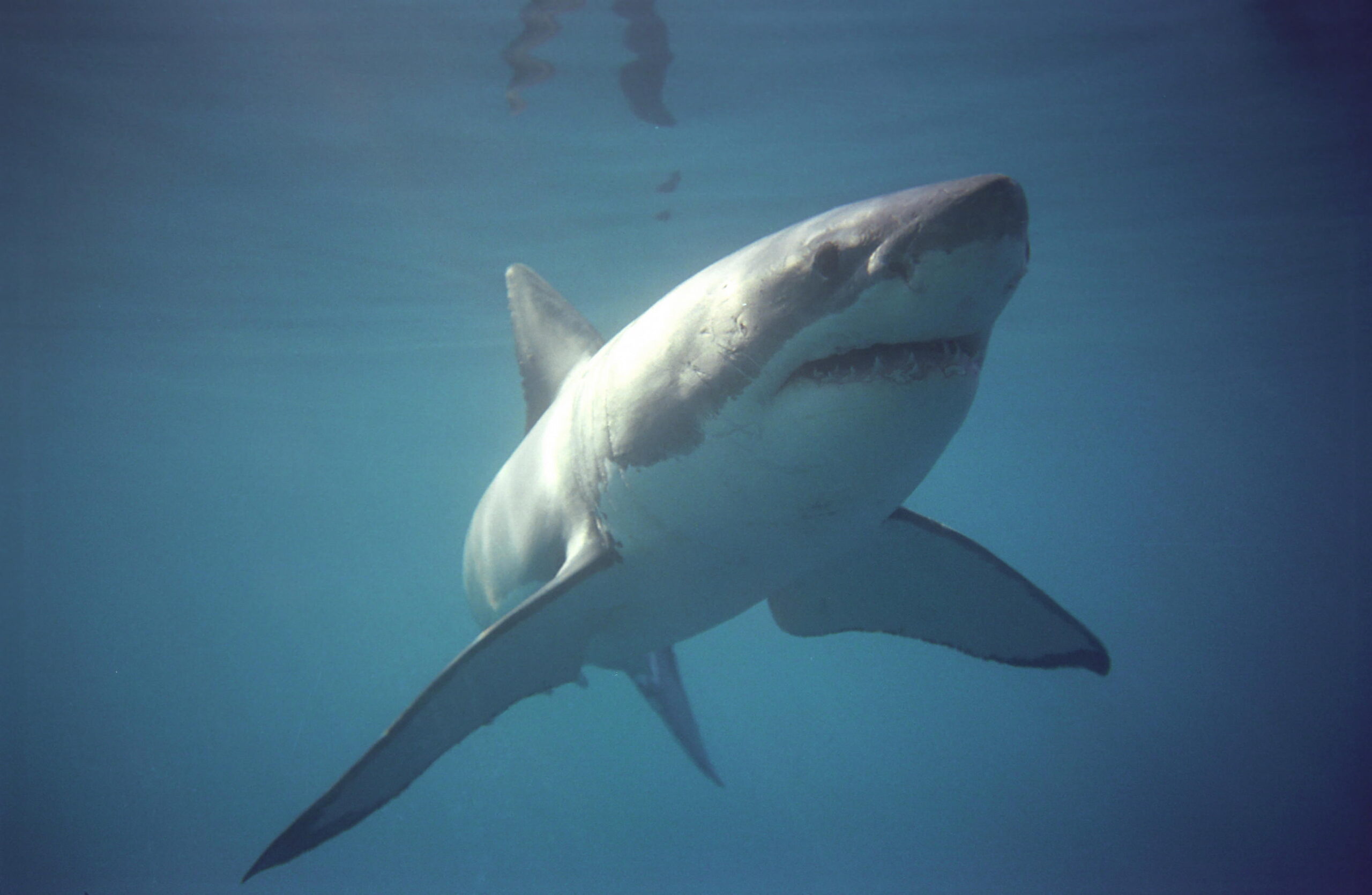 06-ocean-marinebig5-sharks4 - Go Do Africa