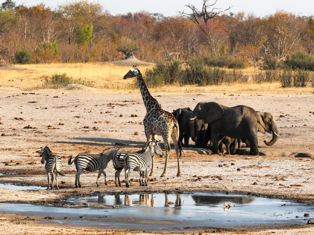 115 - Go Do Africa Zebras drinking at a muddy waterhole as elephants stand nearby in a dry African savanna with a distant giraffe in the background