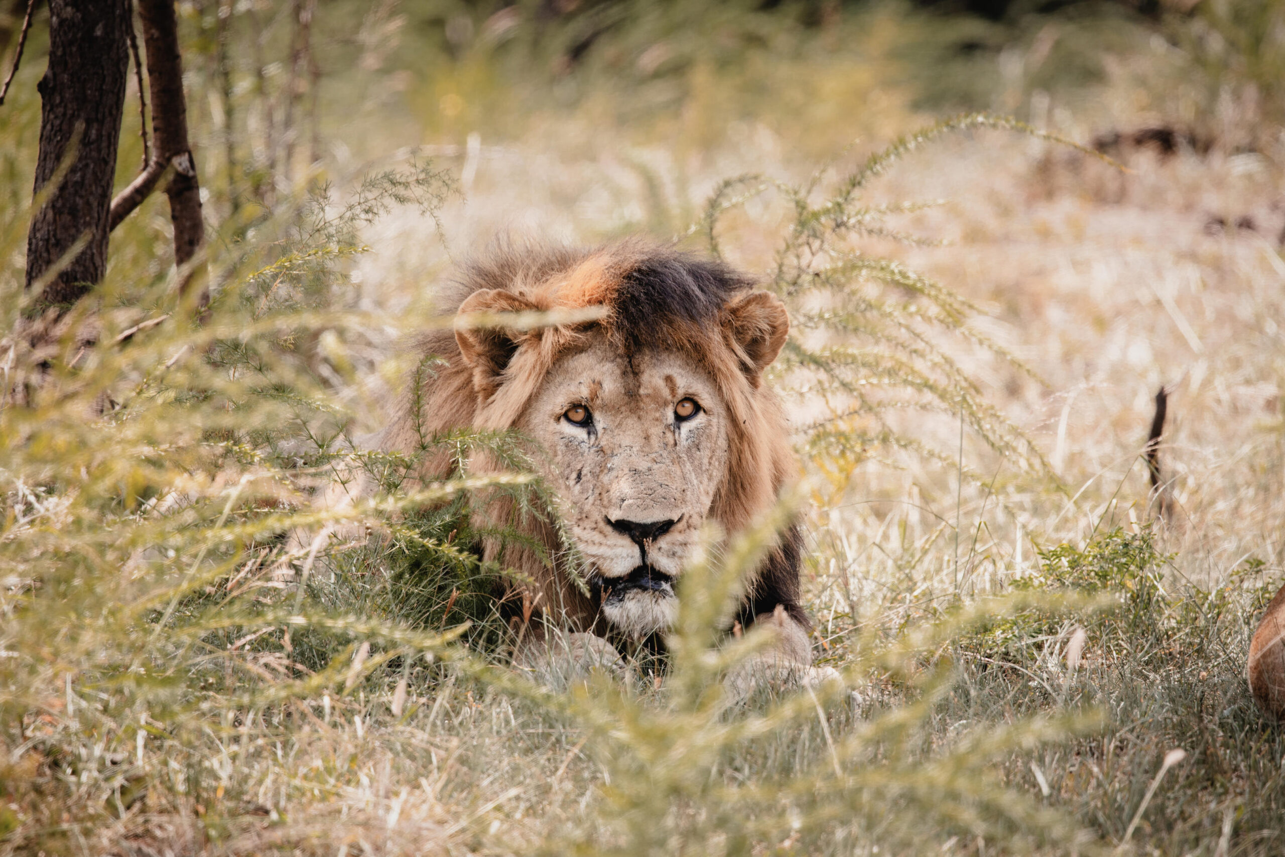 Male lion resting in tall grass, facing the camera with amber eyes in a savanna setting