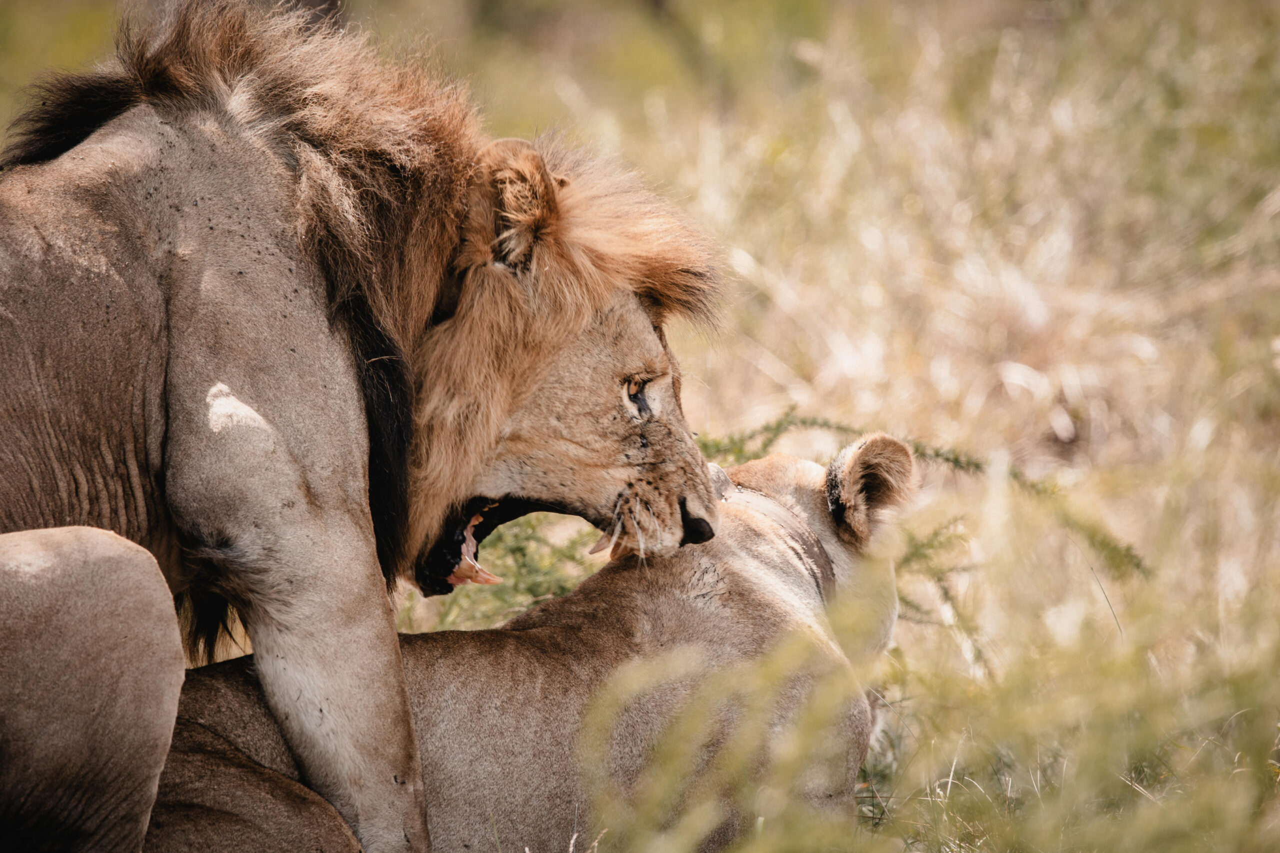 1738330403578_Magashi_GDrive_12-24_TC_068 - Go Do Africa Adult male lion nuzzling a resting lion in tall grass on the savanna