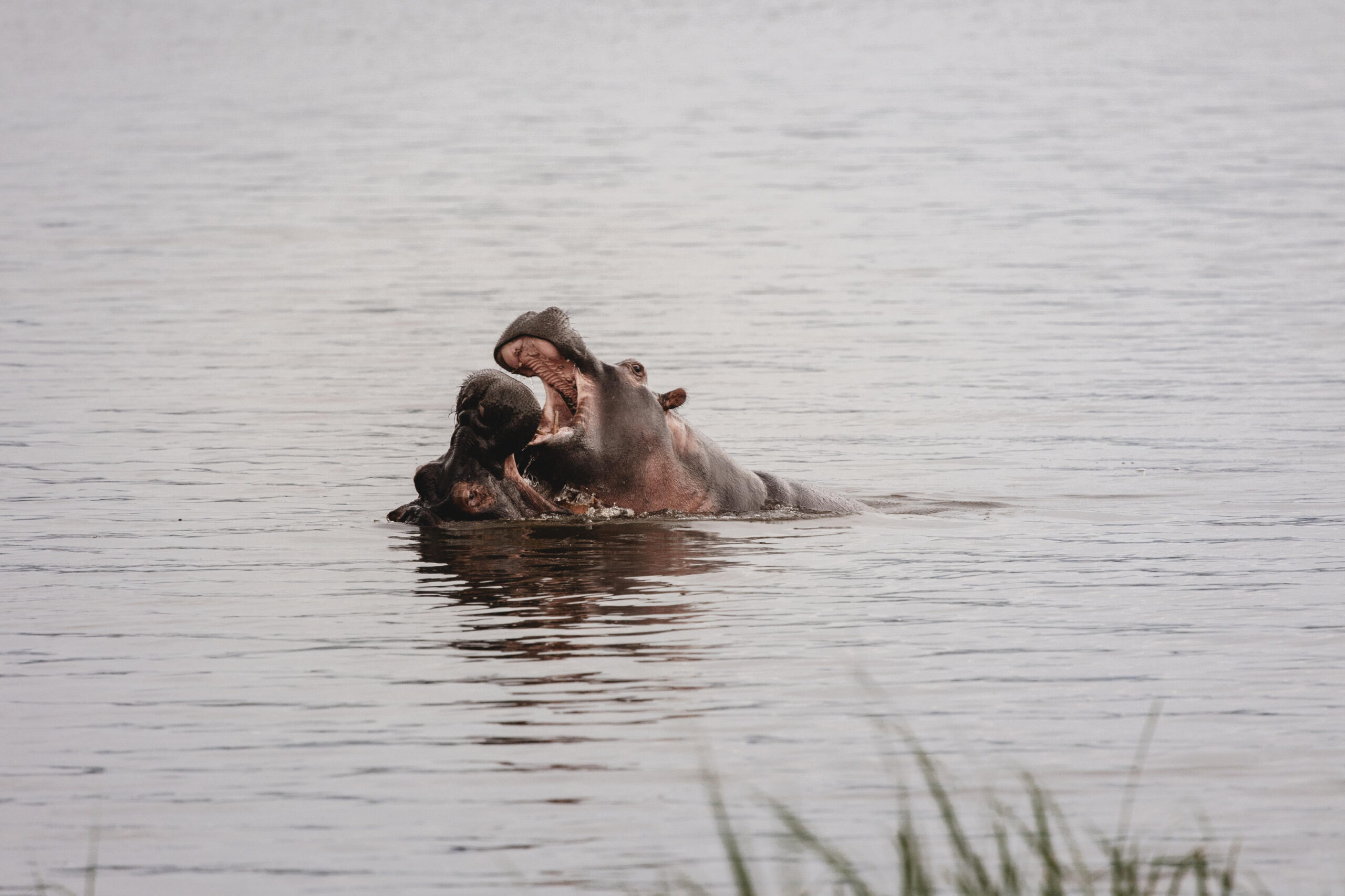 Two hippos in a river with mouths wide open, appearing to spar or wrestle in the water.