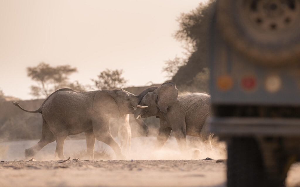 Two elephants nuzzle heads in a dusty savanna beside a partially visible safari vehicle on the right.