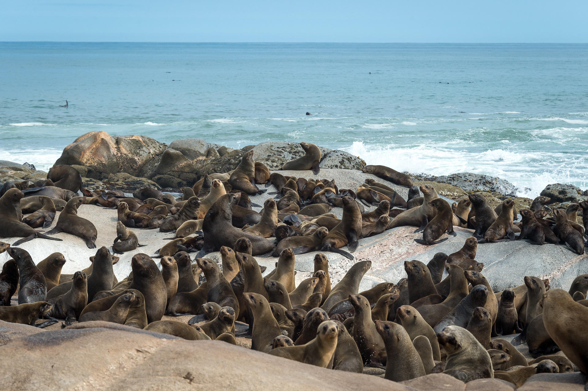 Dozens of seals rest and lounge on a rocky beach by the calm, blue sea.