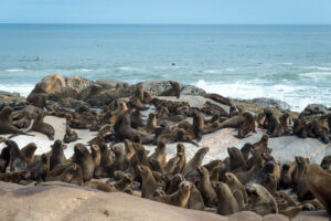 1741349080495_Hoanib-Skeleton-Coast-2014-08-217e - Go Do Africa