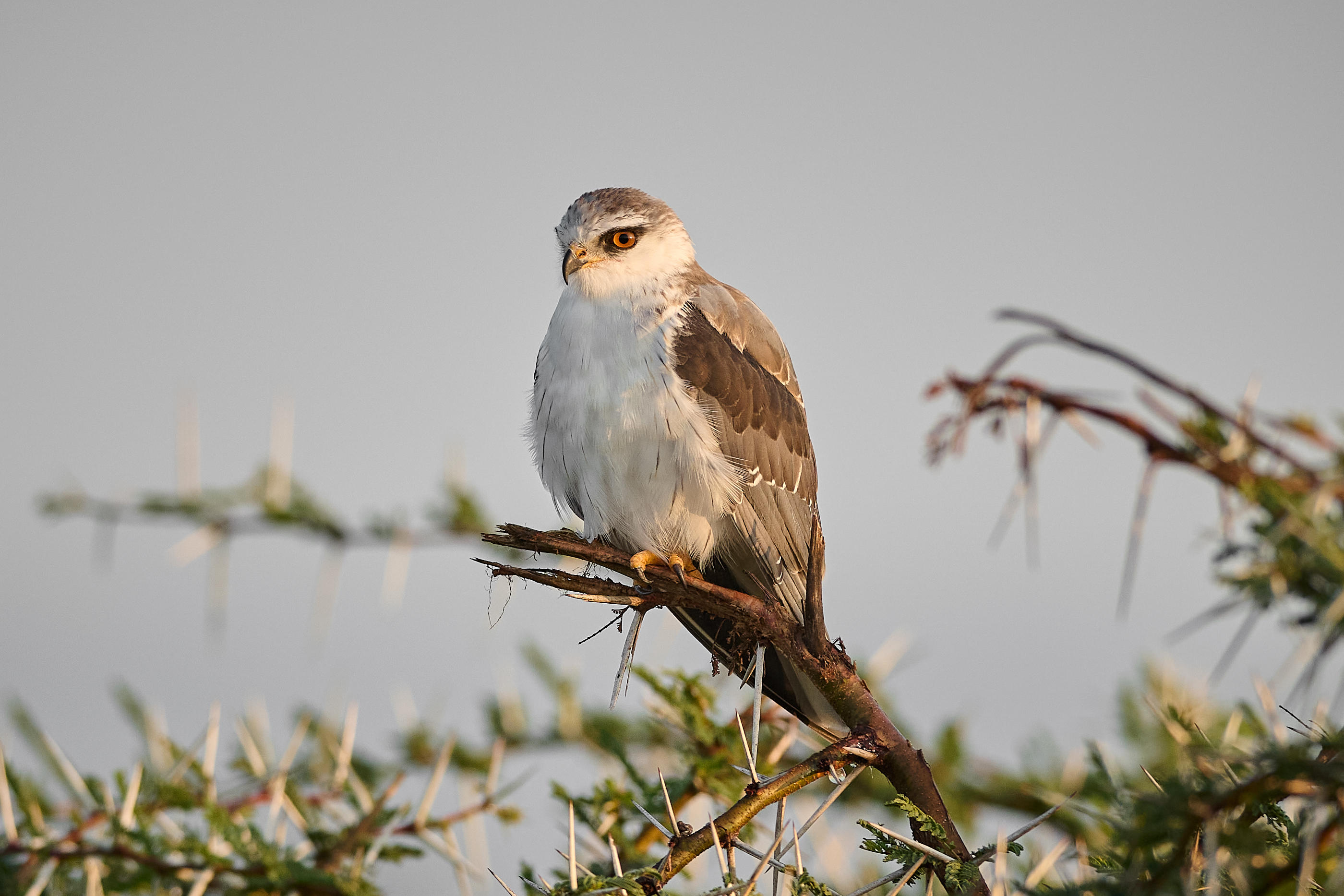 1749806946160_Black-Winged-Kite--Wilderness-Mara-Villas,-Kenya-Nov-2024-D.Plamer1 - Go Do Africa