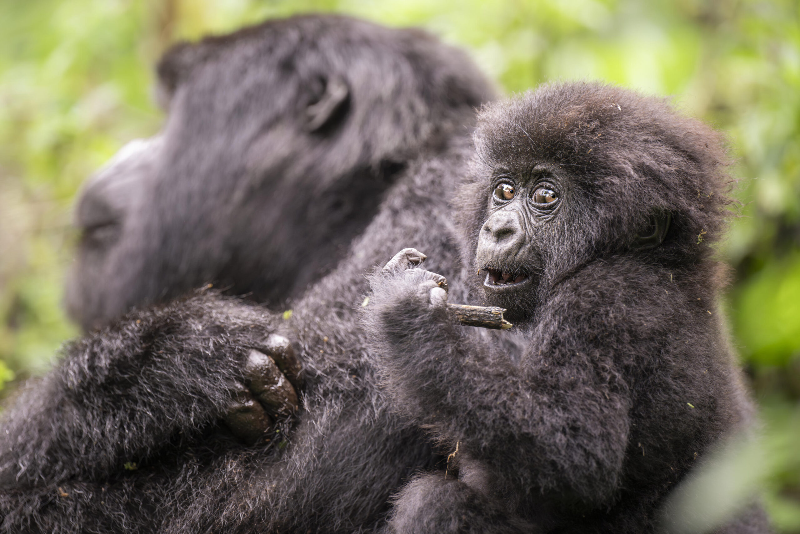 1753110933515_Bisate_Gorilla-Trekking_06-25_FR-31 - Go Do Africa