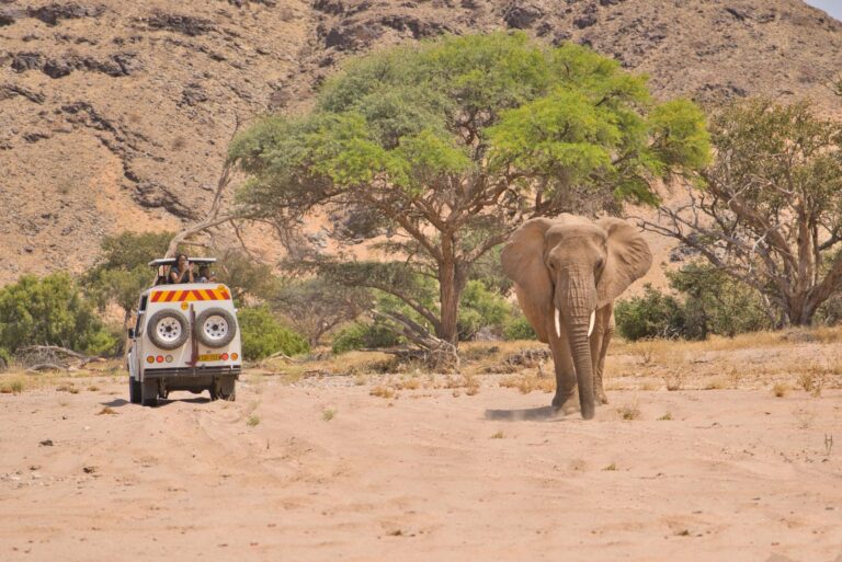 A safari jeep and a large elephant in a dry, dusty landscape with green trees in the background; the elephant is approaching the vehicle from the right side.