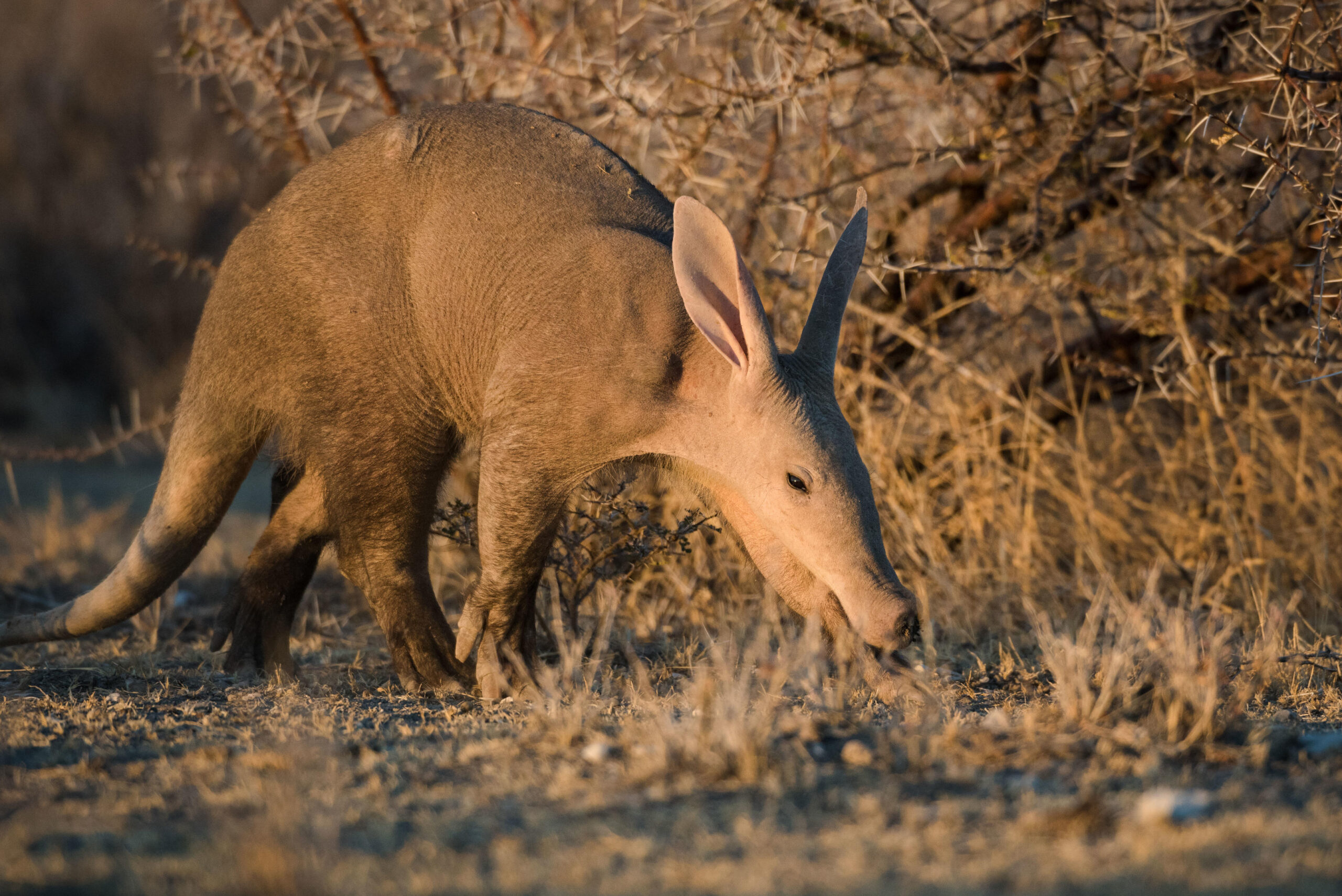 Aardvark foraging on dry grassland with its long snout close to the ground at sunset/sunlit scene.