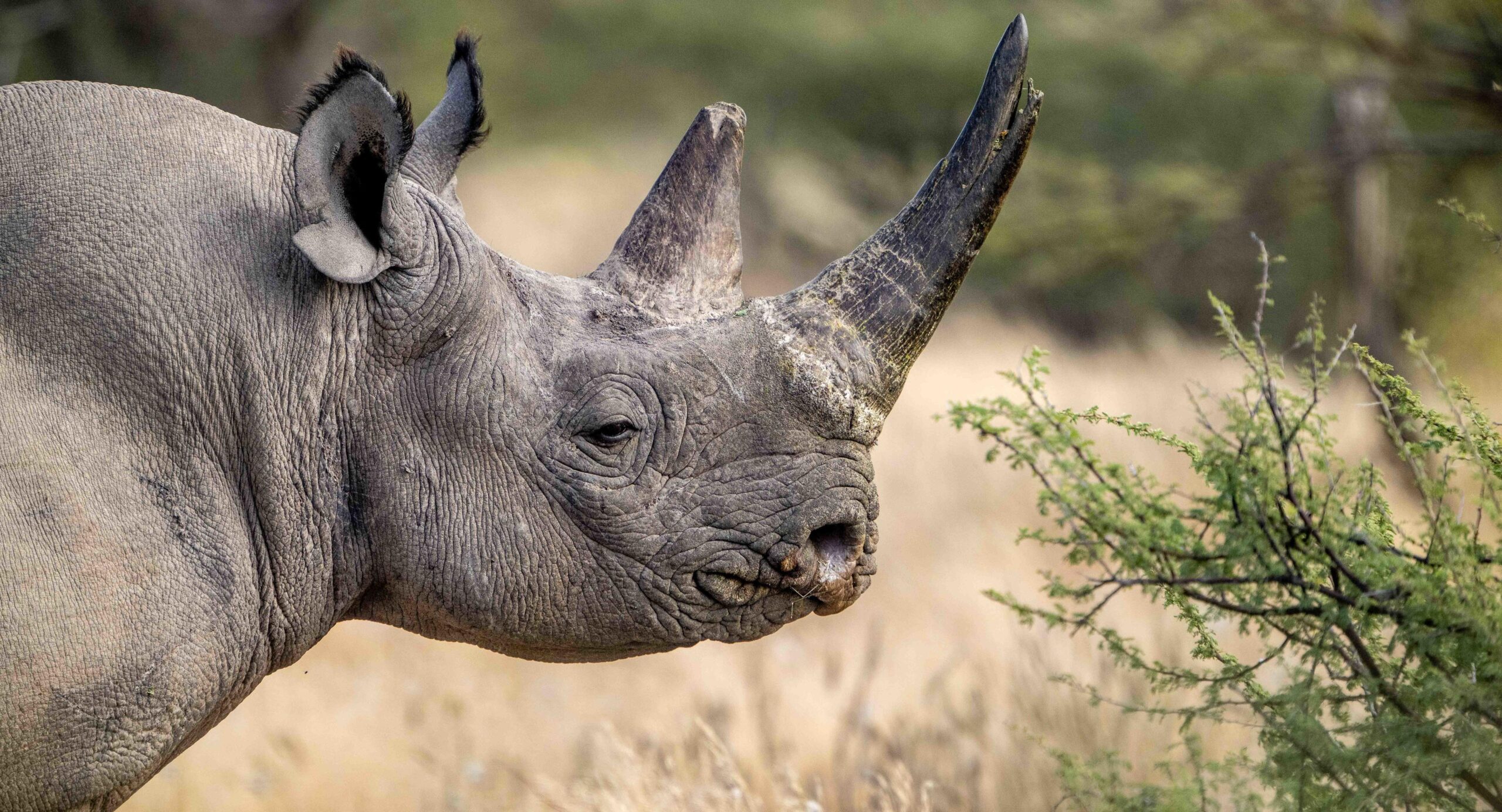 Close-up of a gray rhinoceros facing left in a grassland habitat with a prominent horn
