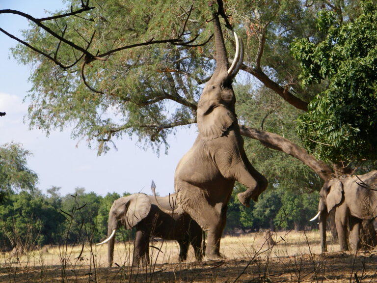 Elephant rearing on hind legs beneath a tree, trunk raised, tusks visible, with other elephants nearby in a dry savannah.
