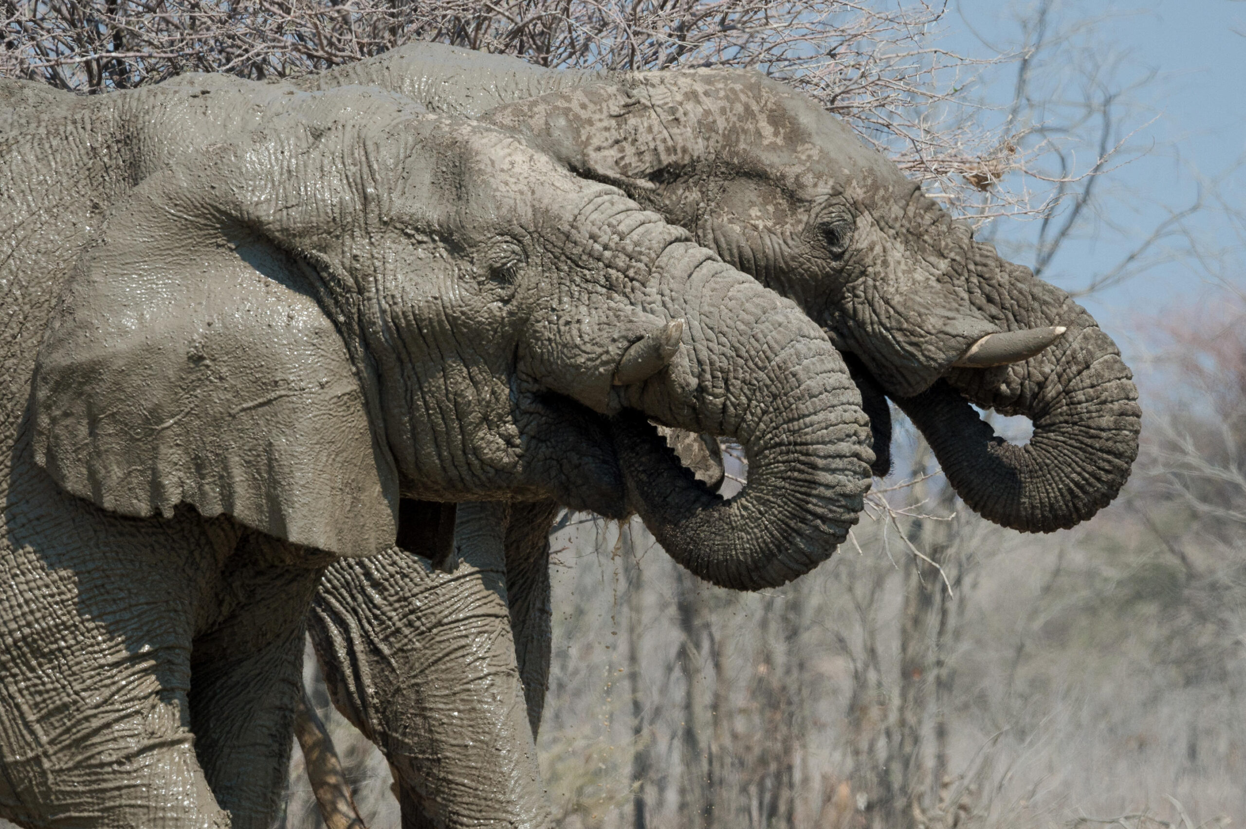 Two elephants walking side by side, trunks curled toward the ground, mud on their gray skin in a dry landscape.