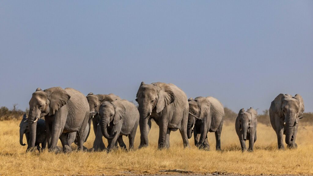 Herd of elephants walking across a dry, golden savannah under a clear blue sky.