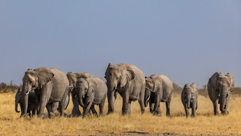 Herd of elephants walking across a dry, golden savannah under a clear blue sky.