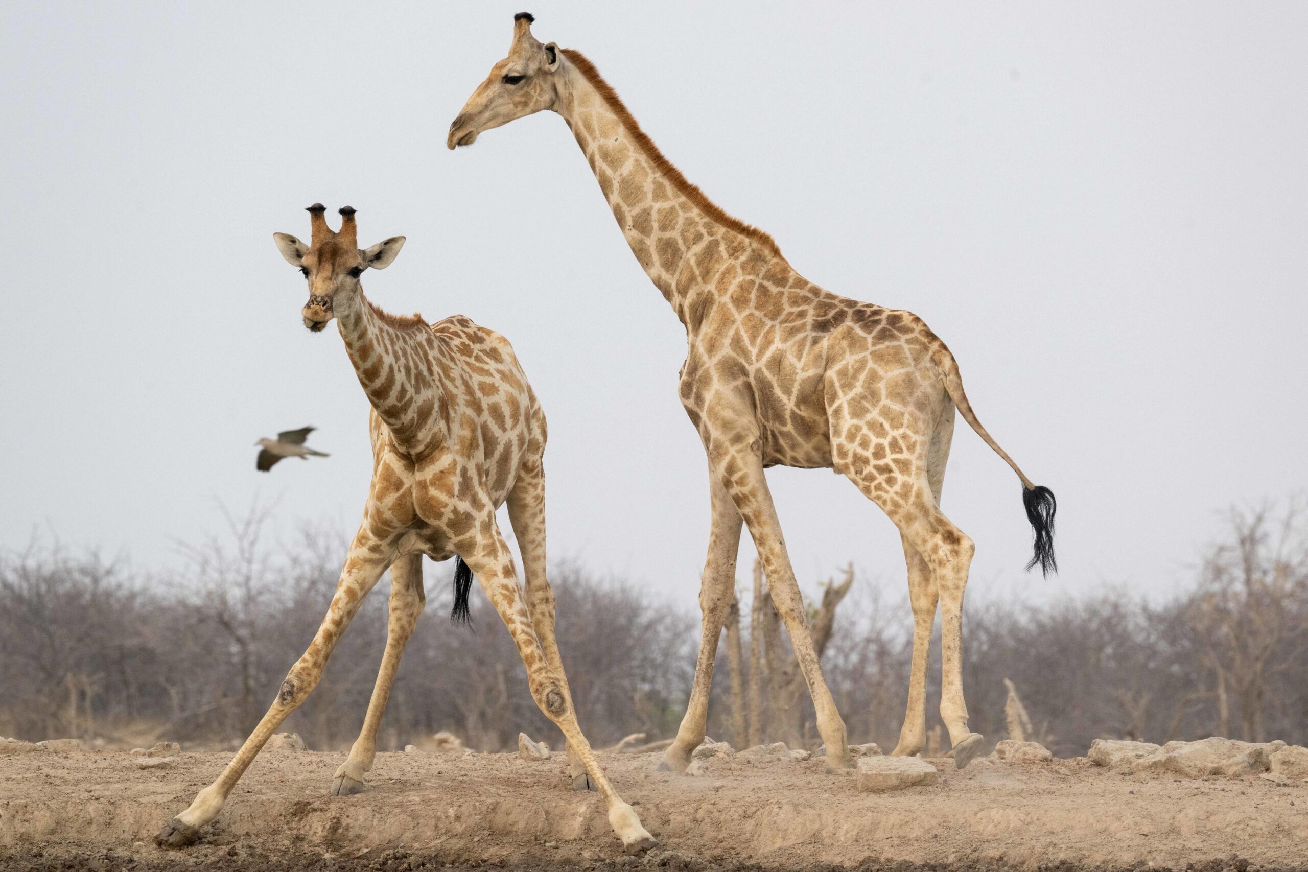 Two giraffes walking across a dusty savannah with leafless trees in the background, one tall and one smaller.