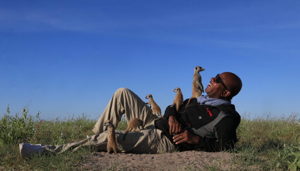 Meerkats - Go Do Africa Man wearing sunglasses sits in a grassy field, smiling as several meerkats stand and explore around him under a clear blue sky.