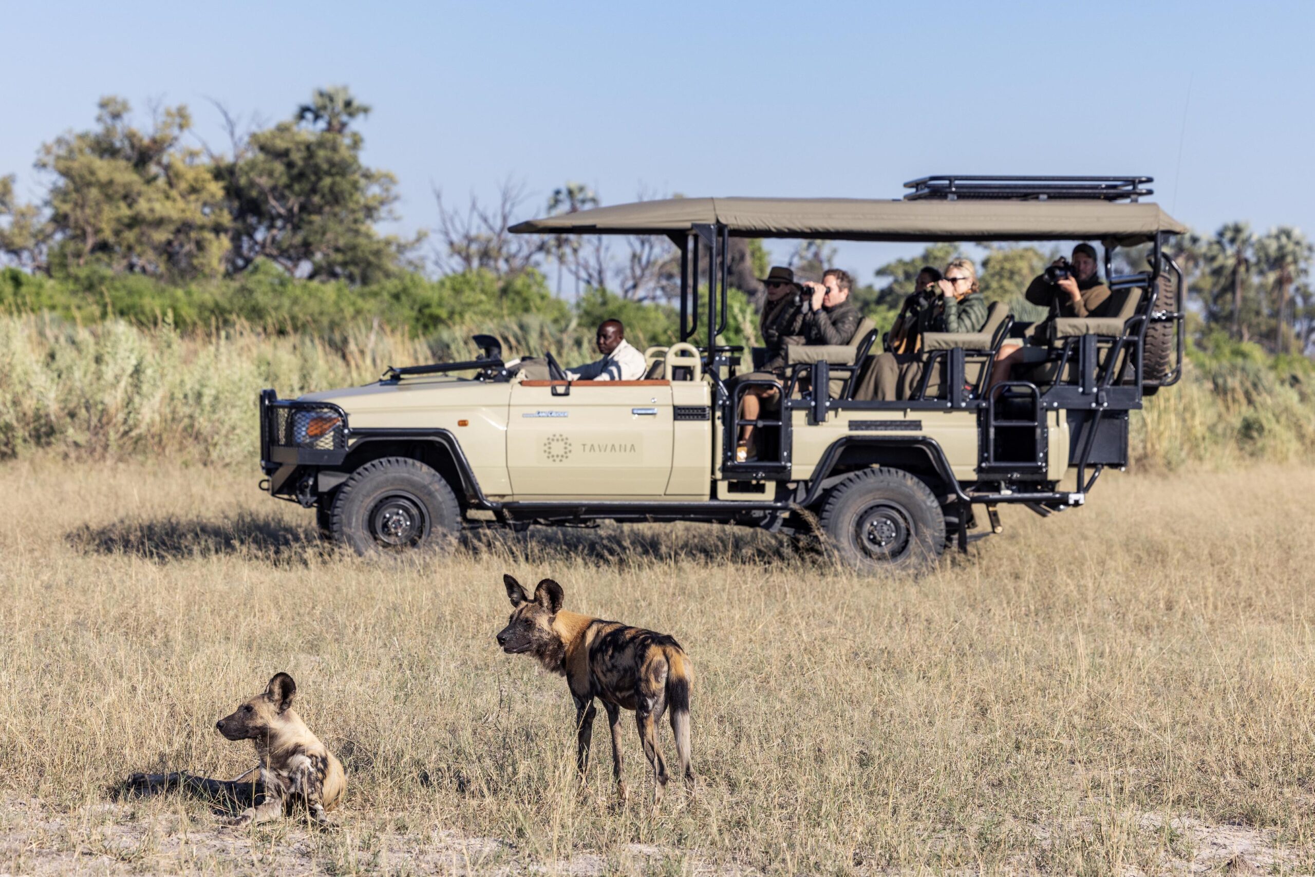Safari jeep with open-top roof carrying passengers on a savanna; two hyenas in the foreground watching the vehicle.