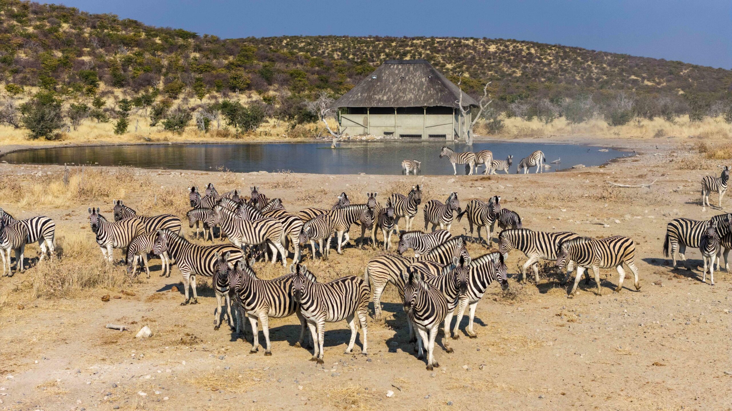 Herd of zebras gathered near a small waterhole with a thatched shelter in the background on a dry savannah landscape under a blue sky.