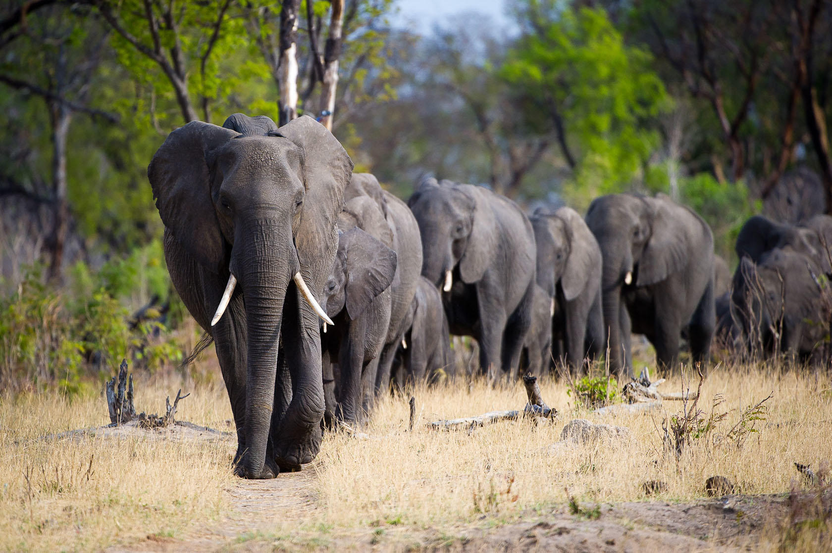 Herd of elephants walking single-file along a dusty path in a grassy savanna with trees in the background.