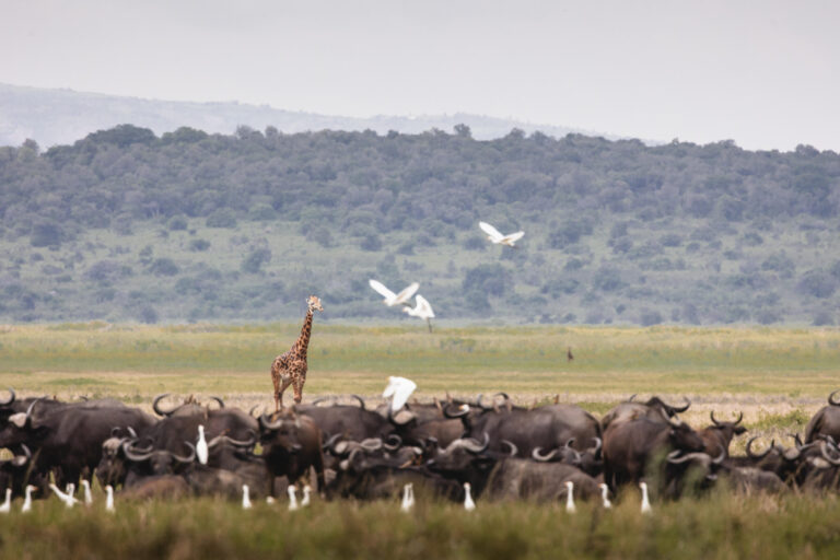 Giraffe standing among a large herd of wildebeest on a grassy savannah, with white birds flying overhead.