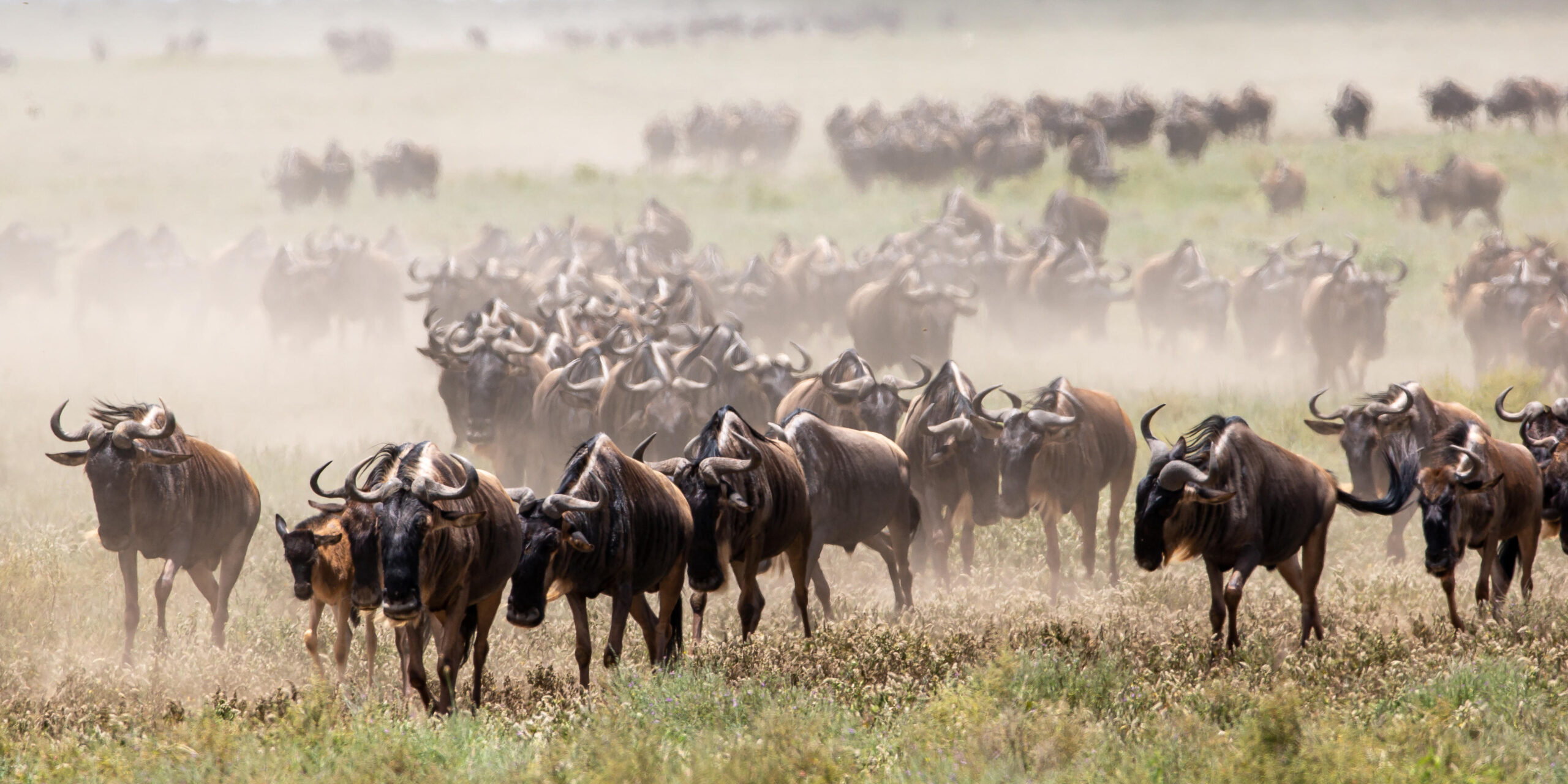 Wilderness Usawa Serengeti_15 - Go Do Africa