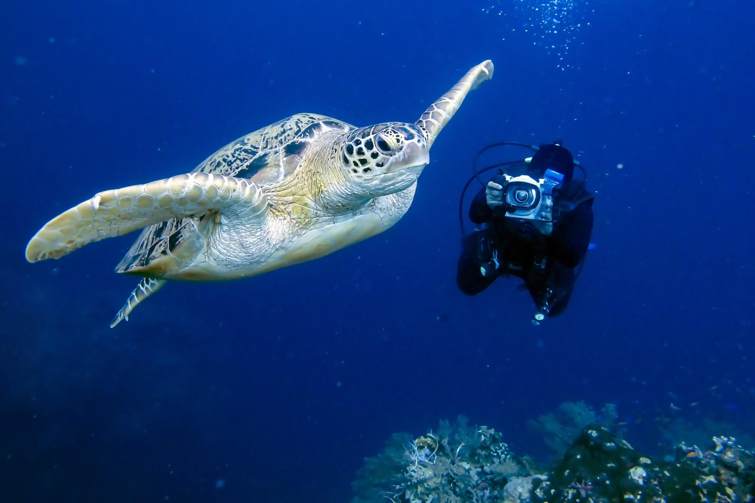 Sea turtle gliding beside a diver with a camera in clear blue ocean water near a coral reef.