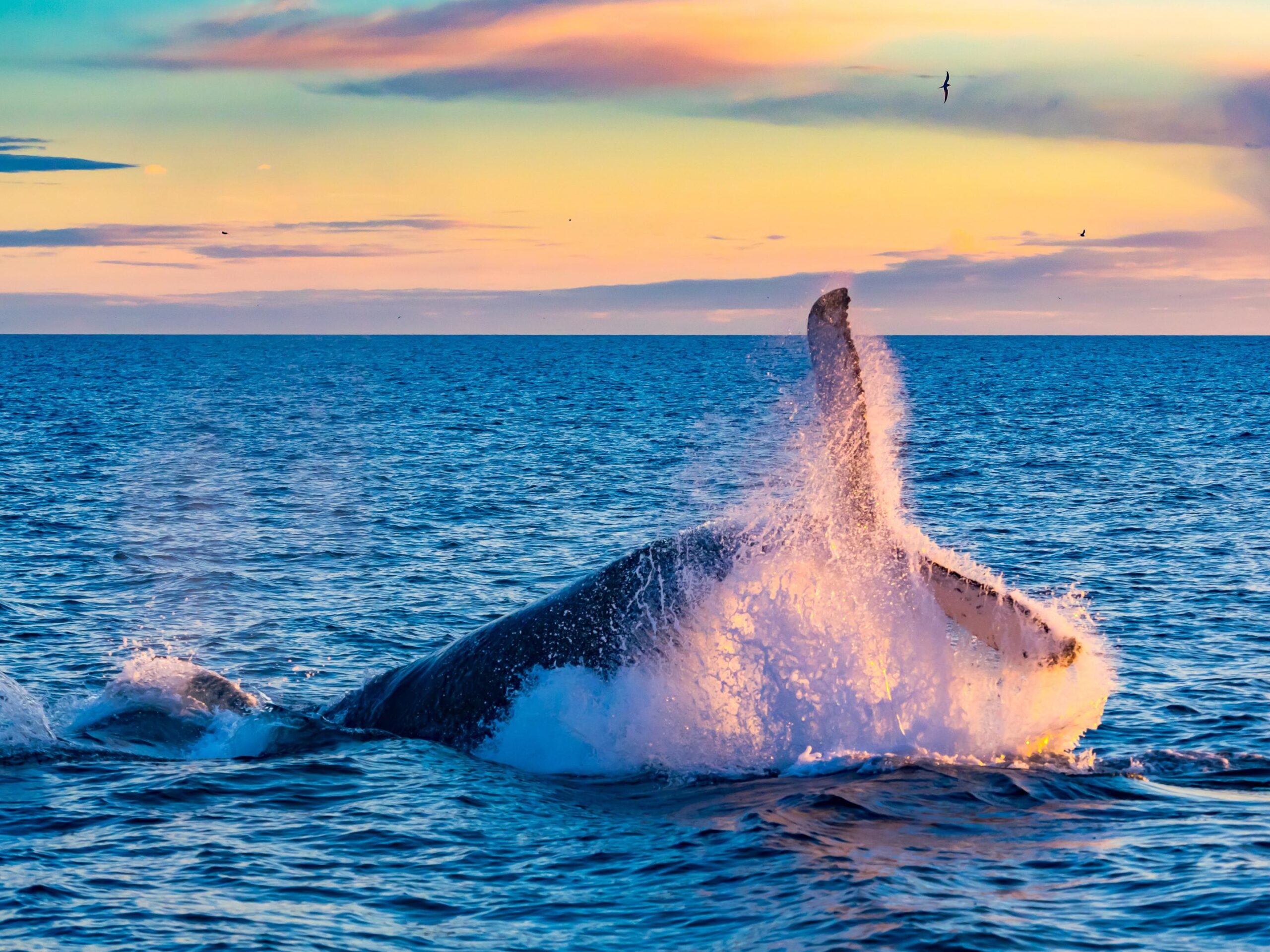 Whale breaching the ocean surface as colorful sunset glows on the water and sky, with spray shooting upward and birds in the distance.