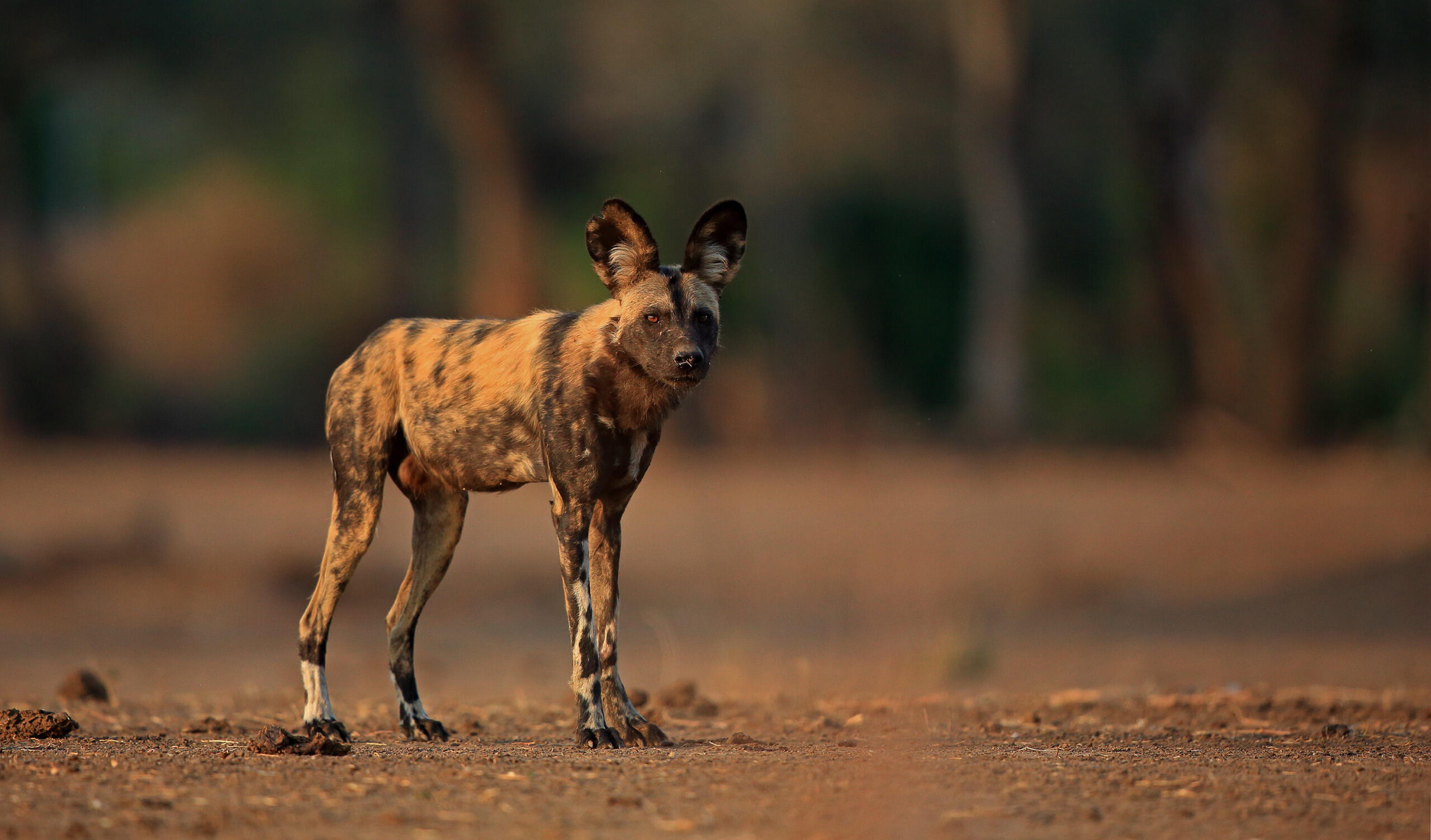 Lone spotted hyena standing on a dusty road at dusk, ears perked and gaze toward the camera.
