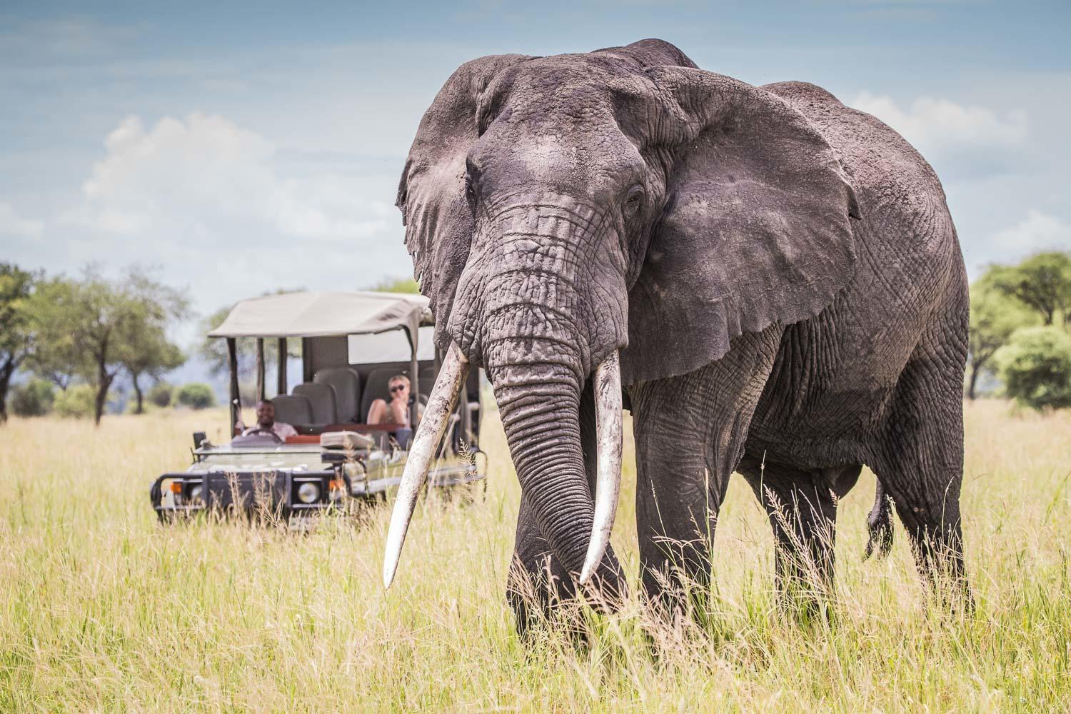 Adult elephant with long tusks standing in tall grass as a safari jeep with passengers passes in the background.