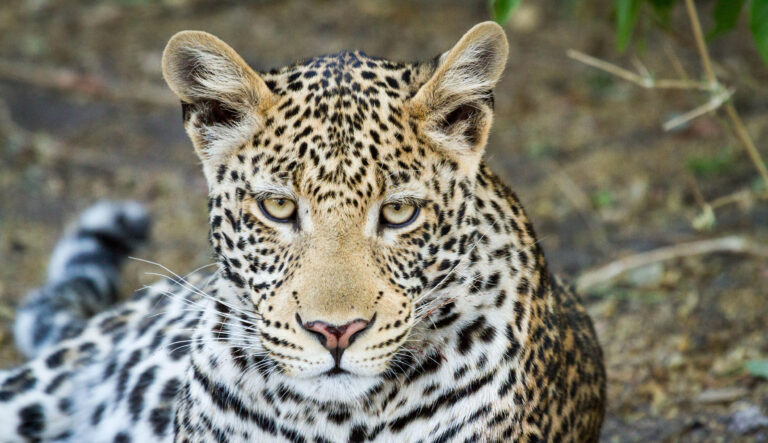 chobe-game-lodge-activitiesls-6974 - Go Do Africa