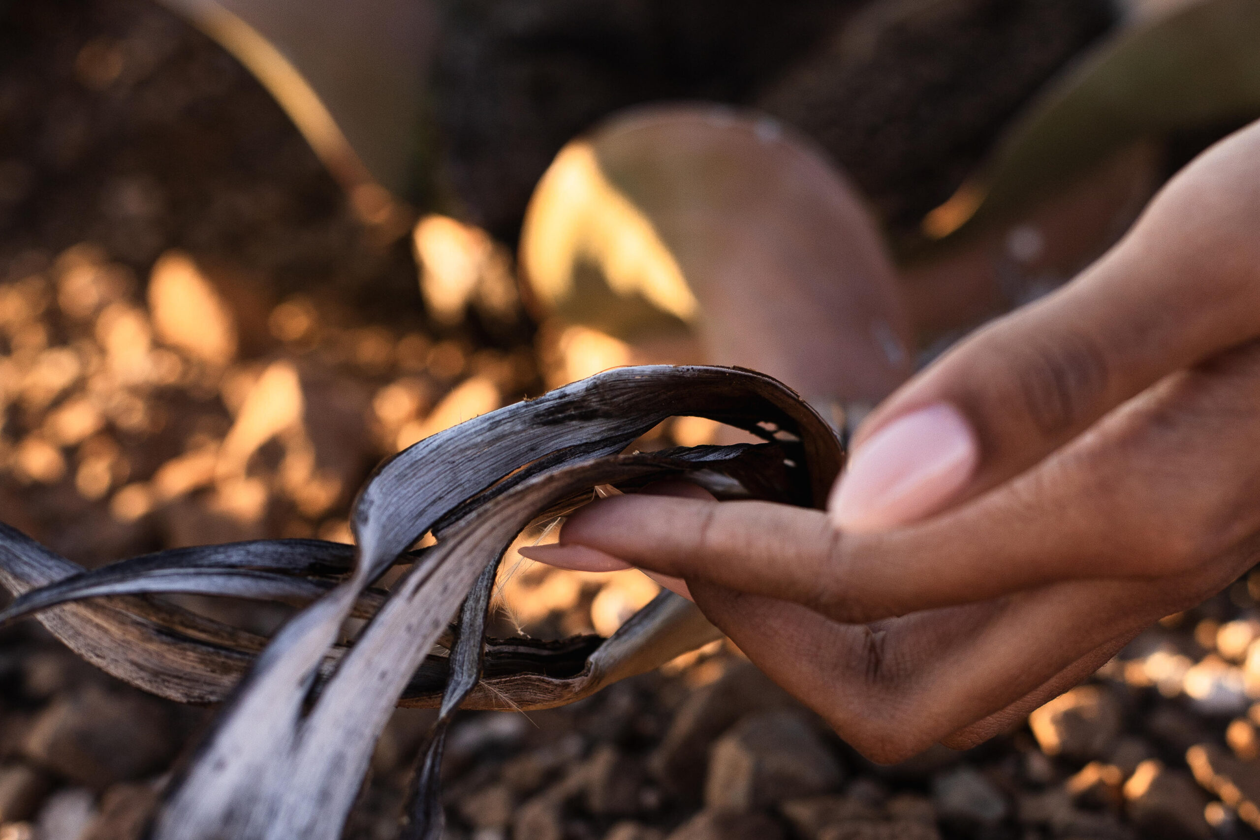 Close-up of a hand pinching a dried, curling plant frond with rocky ground and a blurred mushroom in the background.