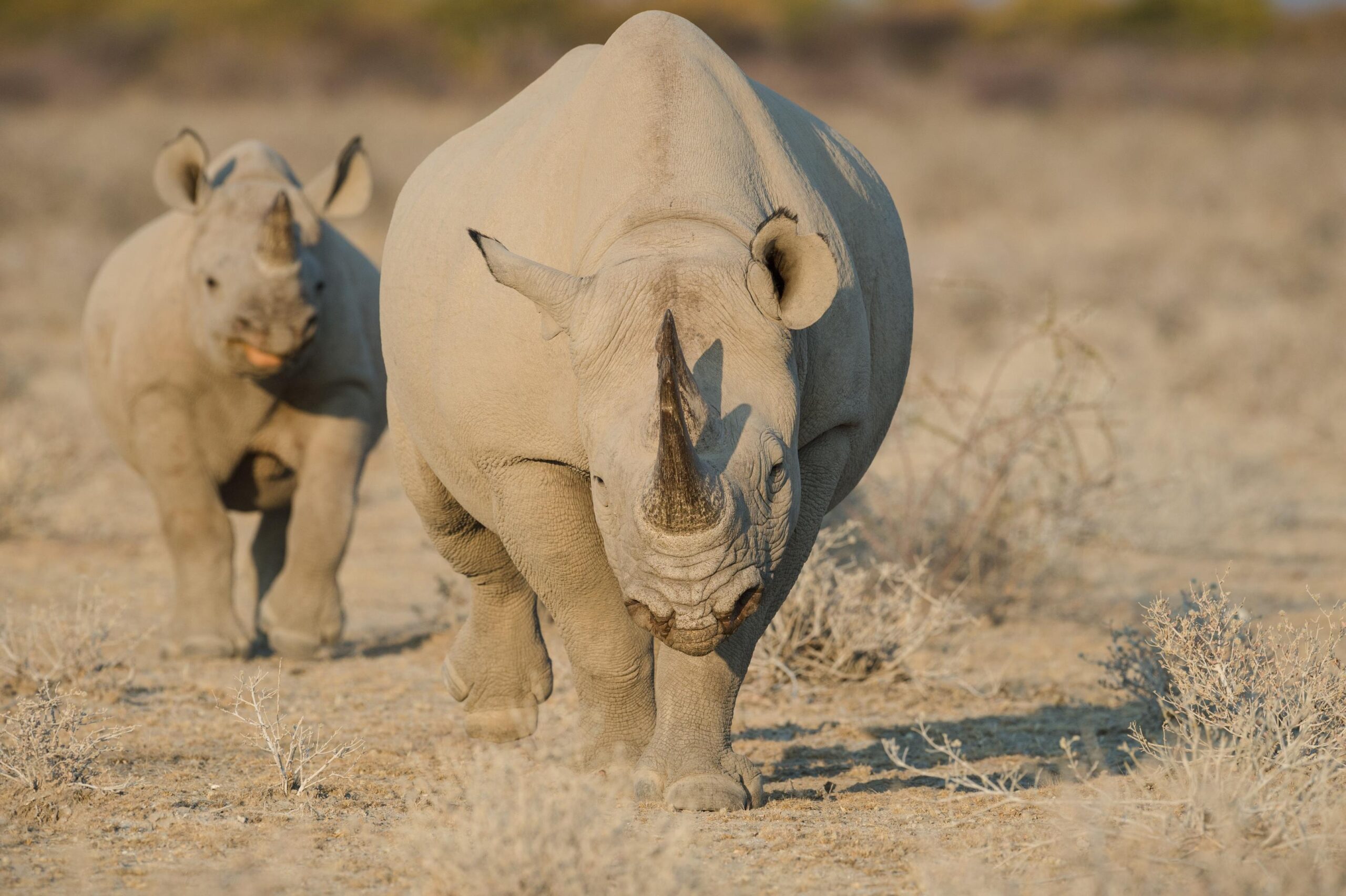 Adult white rhinoceros leading a calf across a sandy, dry savanna landscape.