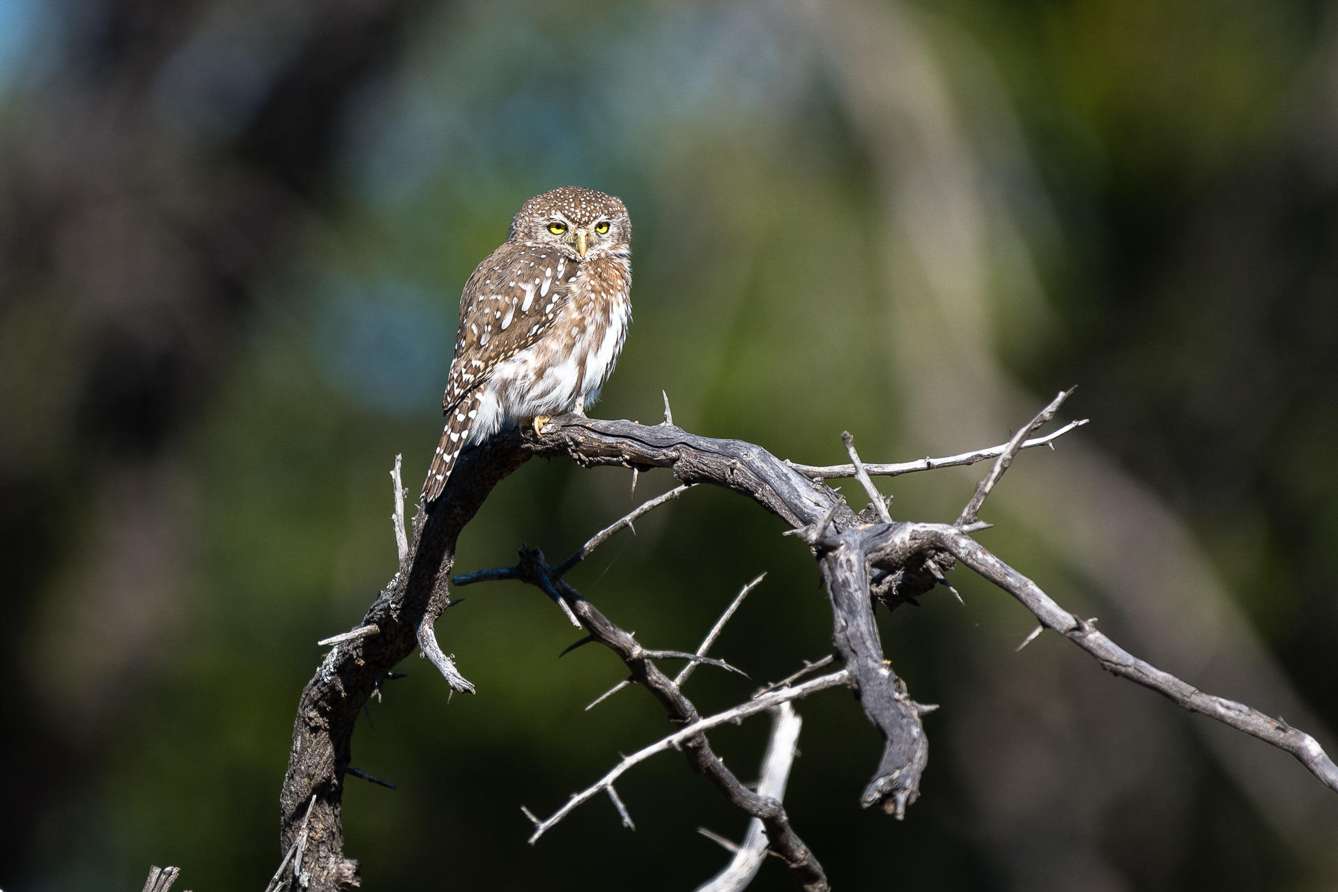 Small owl with brown and white spotted plumage perched on a twisted, sunlit branch against a blurred green background.