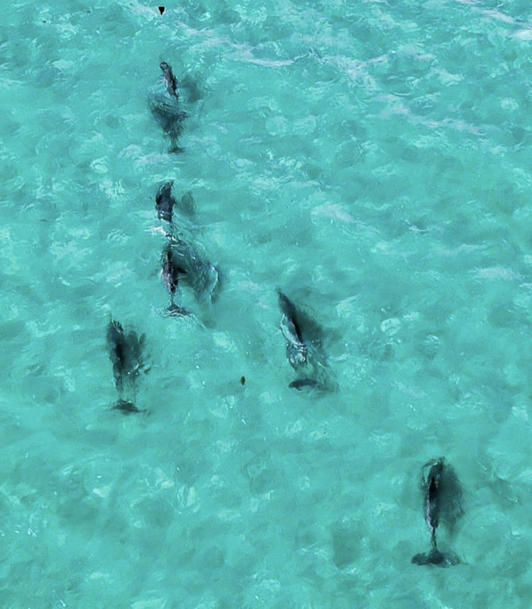 Group of six dolphins swimming together in clear turquoise sea, viewed from above.