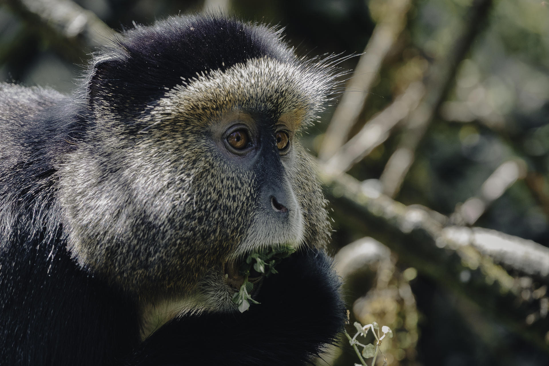 Close-up of a black-and-white colobus monkey with white facial fur, eating green leaves and gazing to the side.