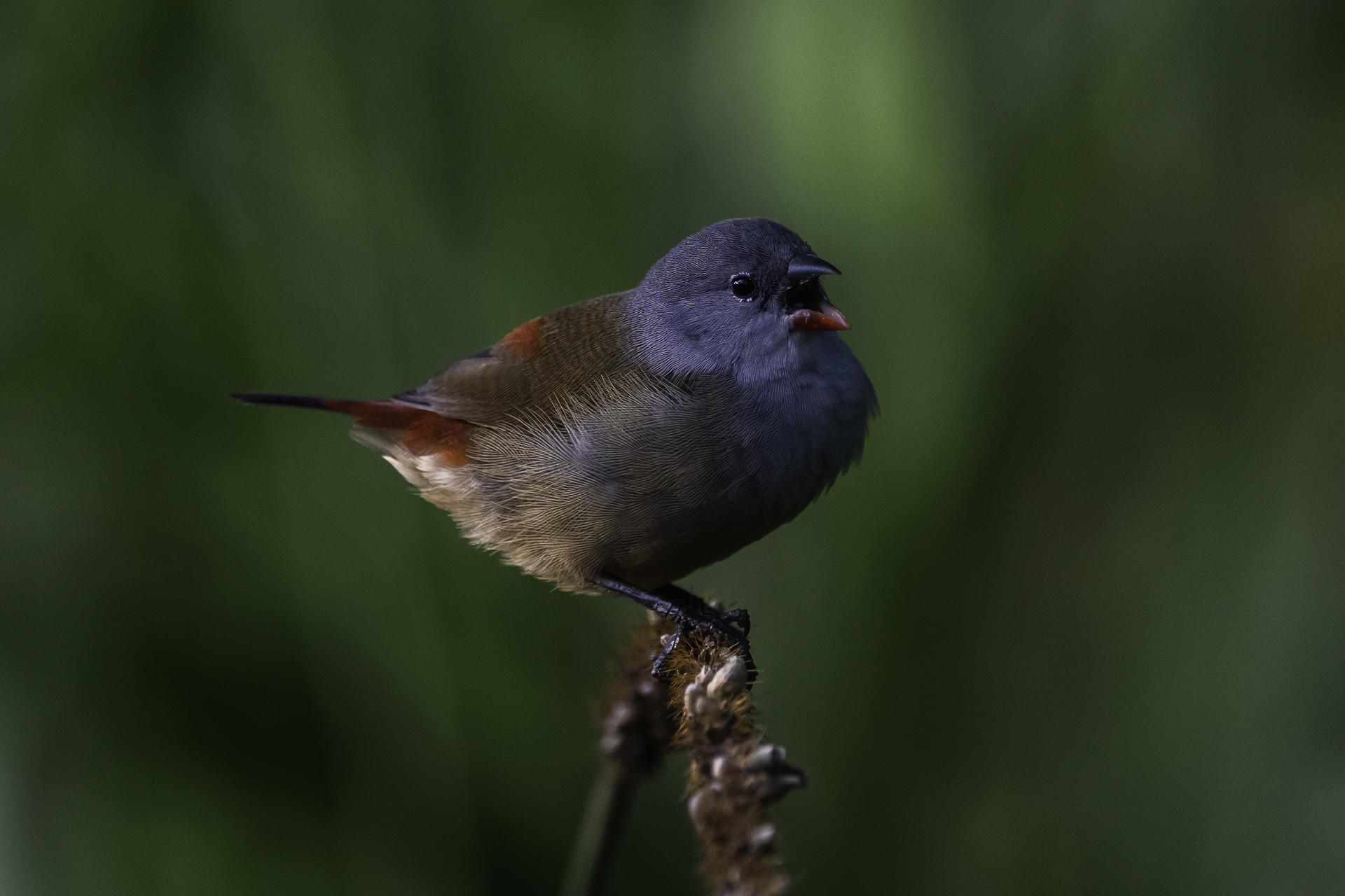 Gray-blue bird with rust-colored wings perched on a dried plant stem, beak open as it sings.