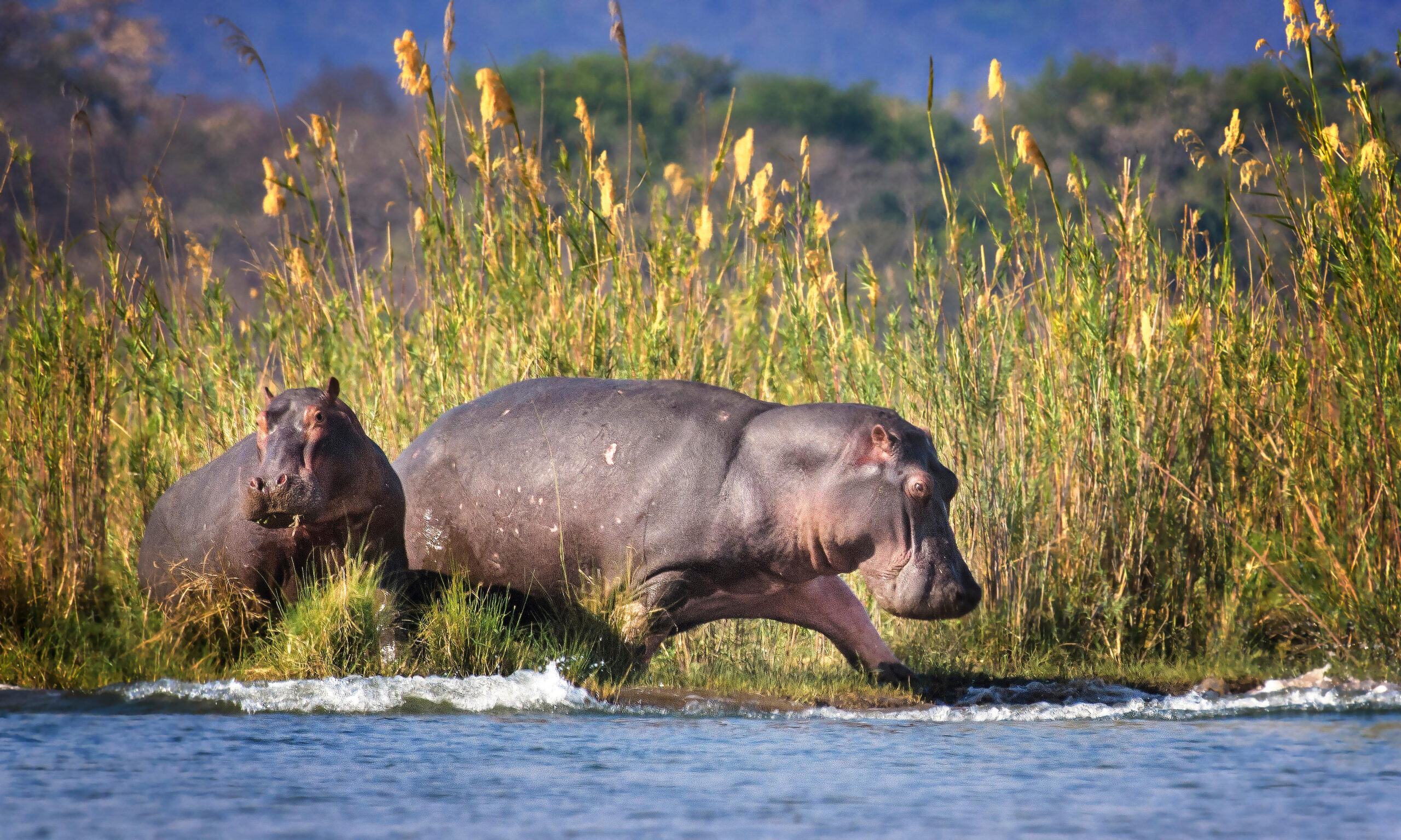 Two adult hippos wading through a shallow river beside a grassy reed-filled bank.
