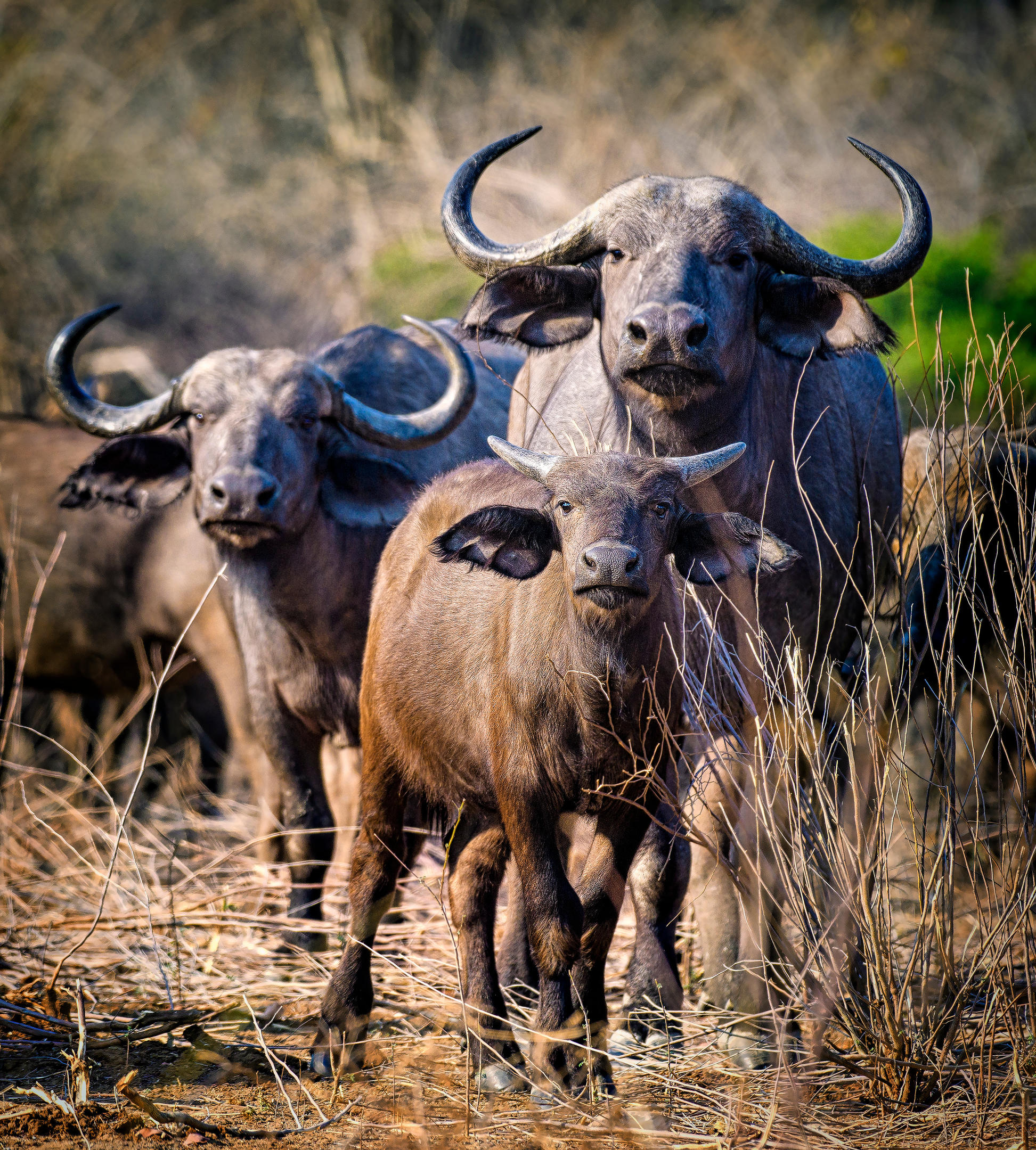 Group of buffalo standing in dry grass, facing the camera with curved horns prominent.