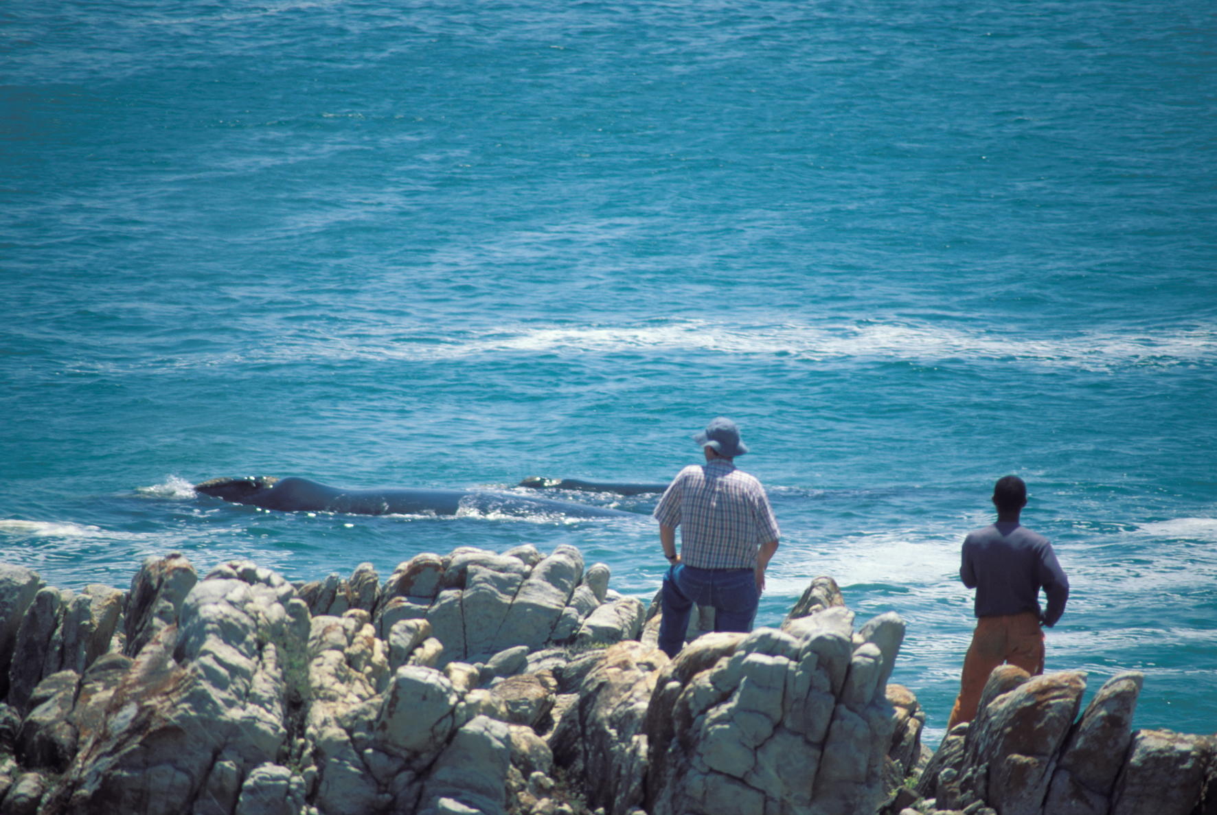 whales_from_shore_at_walker_bay - Go Do Africa